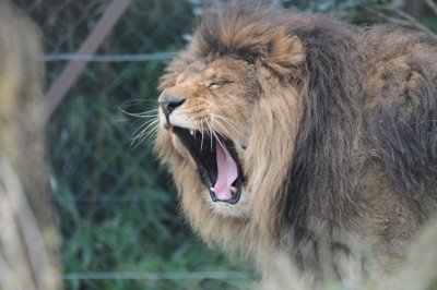 C'est qui le roi de la jungle _4298425217_l.jpg